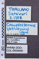 Etiketten zu Anthracalaus cirratipilis (NHMW-ZOO-COL-0009900)